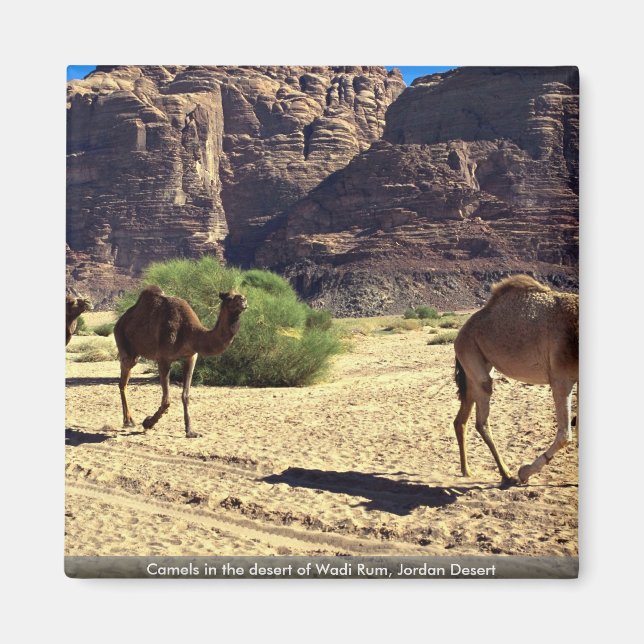 Kamele in der Wüste von Wadi Rum, Jordan Wüste Magnet (Vorne)