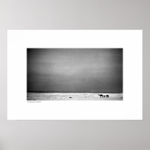 Kamele in Jordanien-Wüste (B&W) Poster