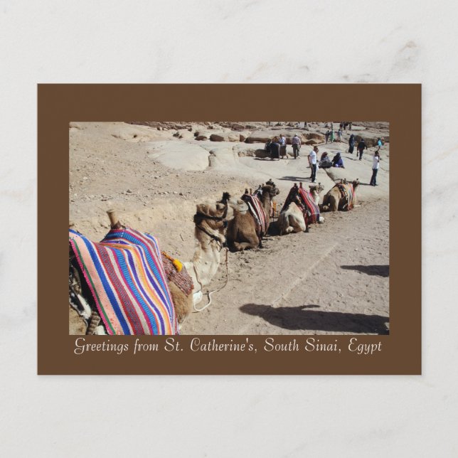 Kamele in St. Catherine Postkarte (Vorderseite)