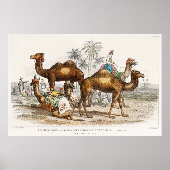 Kamele Indiens, Vintage Illustration, 1820 Poster (Vorne)