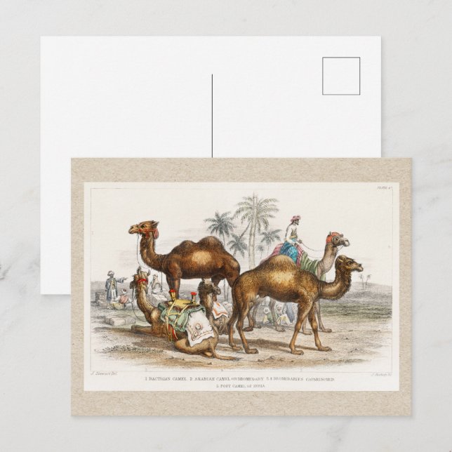 Kamele Indiens, Vintage Illustration, 1820 Postkarte (Vorne/Hinten)