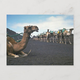Kamele, Lanzarote Postkarte