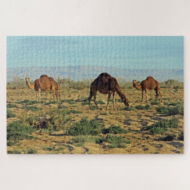Kamele, Tunesien 1014-pc (Horizontal)