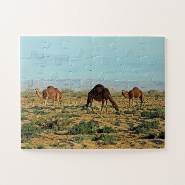 Kamele, Tunesien 30- (Horizontal)