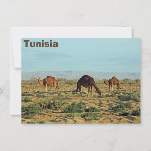 Kamele, Tunesien-Karte