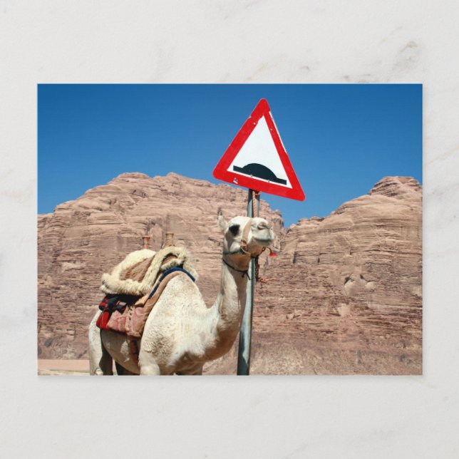 Kamelhöschen Postkarte (Vorderseite)
