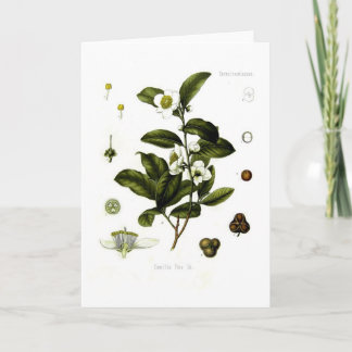 Kamelie sinensis (Tee) Karte