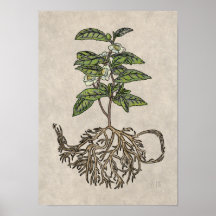 Kamelie Sinensis - Tee-Pflanze
