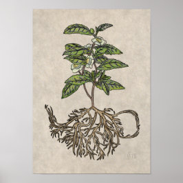 Kamelie Sinensis - Tee-Pflanze Poster