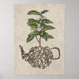 Kamelie Sinensis - Tee-Pflanze Poster