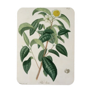 Kamelie Thea von "Phytographie Medicale" durch Magnet