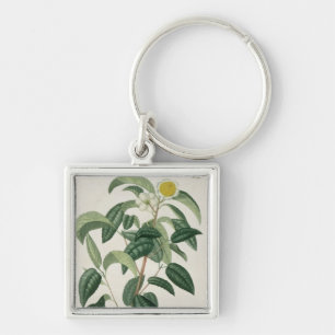 Kamelie Thea von "Phytographie Medicale" durch Schlüsselanhänger