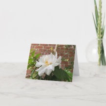 Kamelien-Karte (leer)