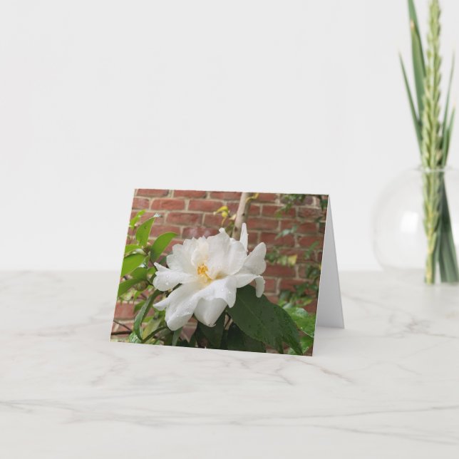 Kamelien-Karte (leer) Feiertagskarte (Vorderseite)