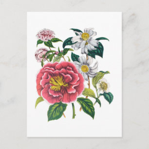 Kameliensorten Postkarte