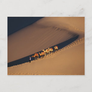 Kamelkarawane in der Wüste, Dunhuang, Gansu Postkarte