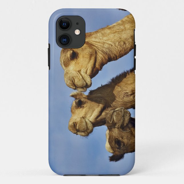 Kameltrio, Kamelmarkt, Kairo, Ägypten Case-Mate iPhone Hülle (Rückseite)