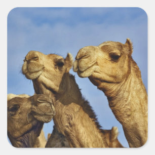 Kameltrio, Kamelmarkt, Kairo, Ägypten Quadratischer Aufkleber
