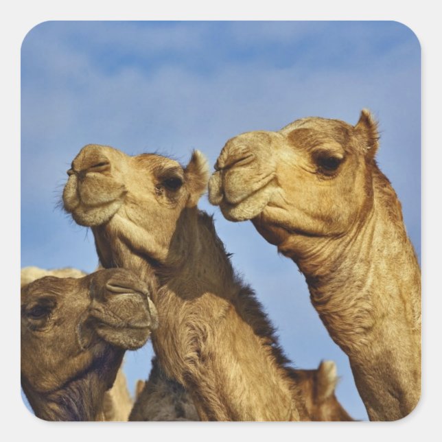 Kameltrio, Kamelmarkt, Kairo, Ägypten Quadratischer Aufkleber (Vorderseite)