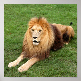 Kameron 1 11 x 11 poster