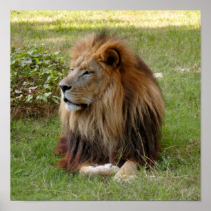 Kameron 3 11 x 11 poster