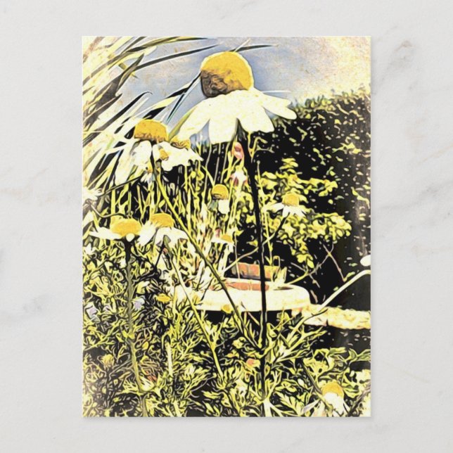 Kamille Blume (antiker Stil) Postkarte (Vorderseite)