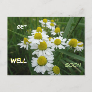 Kamille Blumen Nahaufnahme Gute Besserung Postkart Postkarte