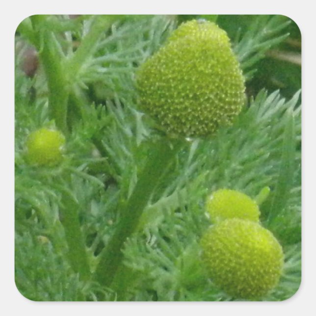 Kamille, Matricaria matricarioides Quadratischer Aufkleber (Vorderseite)
