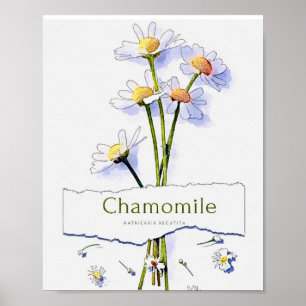 Kamille Vintage Aquarellmalerei Poster