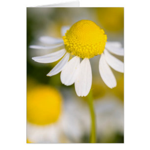 Kamilleblüte Nahaufnahme, Ungarn