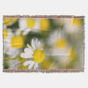 Kamilleblüte Nahaufnahme, Ungarn Decke