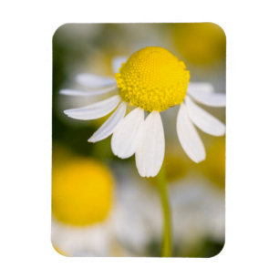 Kamilleblüte Nahaufnahme, Ungarn Magnet