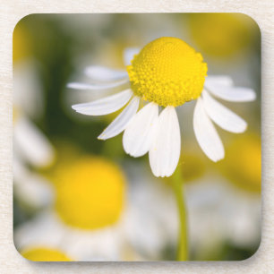 Kamilleblüte Nahaufnahme, Ungarn Untersetzer