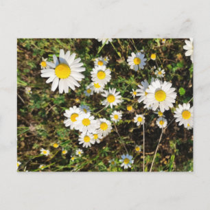 Kamilleblüten Postkarte