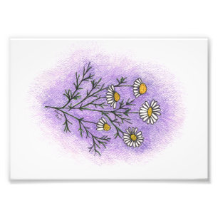 Kamillen-Illustrations-Foto-Druck Fotodruck