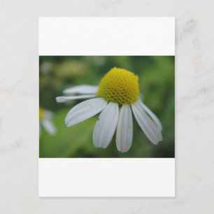 Kamillenblüte Postkarte