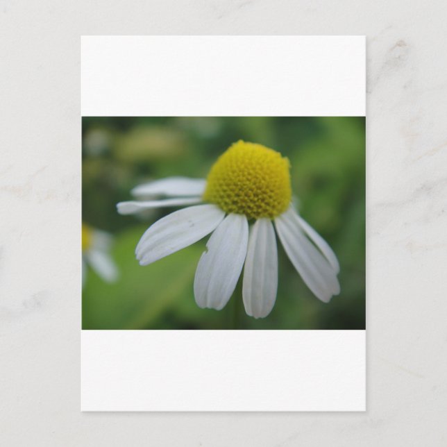 Kamillenblüte Postkarte (Vorderseite)