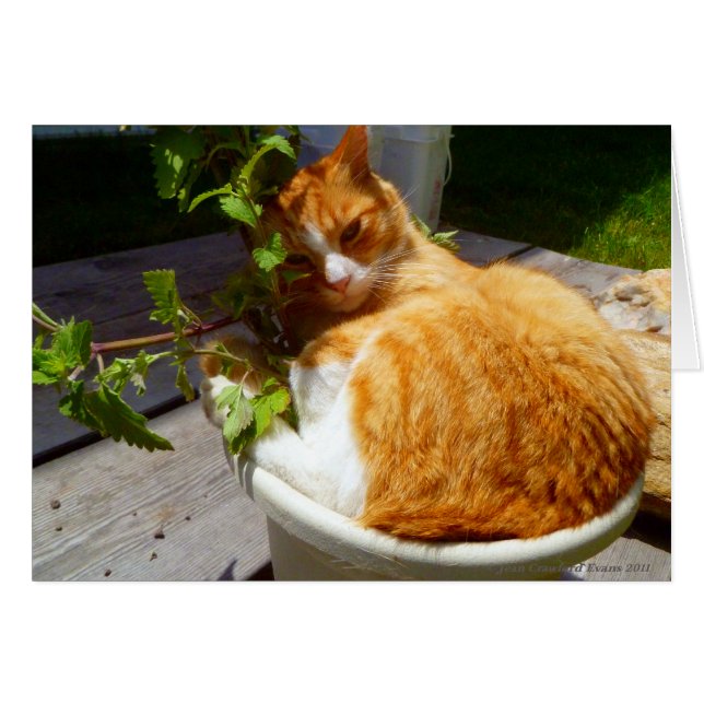 Kämpfer in einem Topf (Vorderseite (Horizontal))