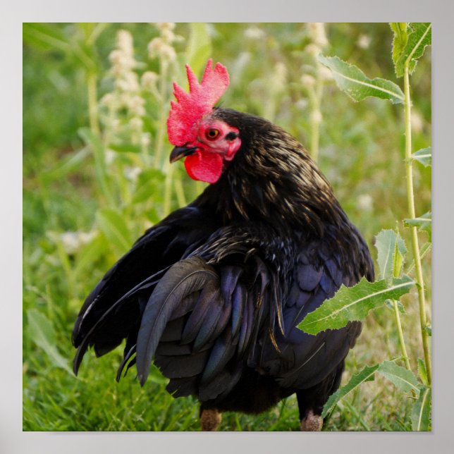 Kampfflugzeug Poster (Vorne)