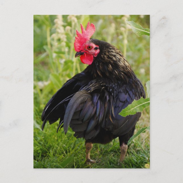 Kampfflugzeug Postkarte (Vorderseite)