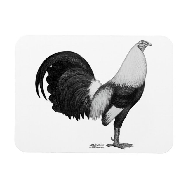 Kampfhahn Grau Duckwing Magnet (Horizontal)