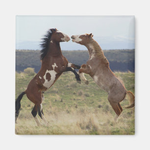 Kampfhengste, Steens Mountains, Oregon Magnet