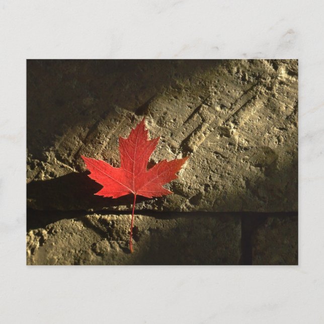 Kanada Ahornleaf Postkarte (Vorderseite)