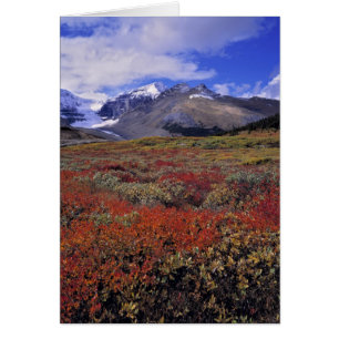 Kanada, Alberta, Banff NP. Heidelbeeren bieten