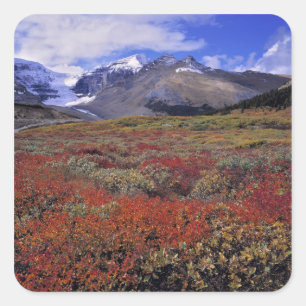 Kanada, Alberta, Banff NP. Heidelbeeren bieten Quadratischer Aufkleber