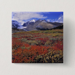 Kanada, Alberta, Banff NP. Heidelbeeren liefern Button