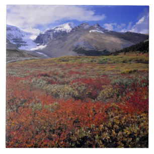 Kanada, Alberta, Banff NP. Heidelbeeren liefern Fliese