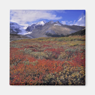 Kanada, Alberta, Banff NP. Heidelbeeren liefern Magnet