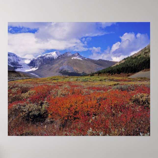 Kanada, Alberta, Banff NP. Hucklebeeren blühen Poster (Vorne)