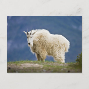 Kanada, Alberta, Jasper National Park, Postkarte